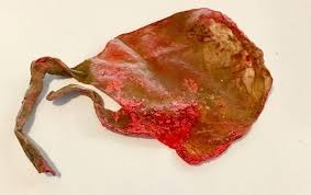 2 tail Billi Ki Jer | rearest billi jer