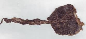 Sadharan Cat Jer – Wealth Attractor & Nazar Protection