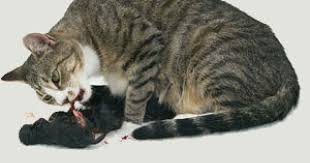 2 tail Billi Ki Jer | rearest billi jer